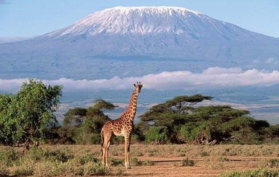 Nairobi:Day trip to Amboseli National park & Maasai village - Why Amboseli works as a Nairobi day trip
