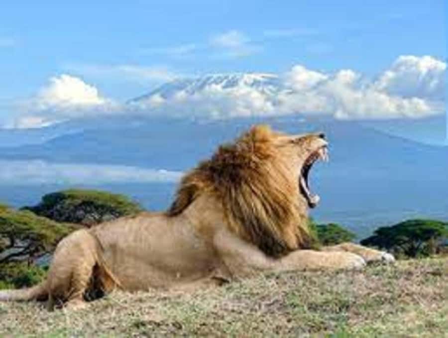 Nairobi:Day trip to Amboseli National park & Maasai village - What the wildlife sightings may include