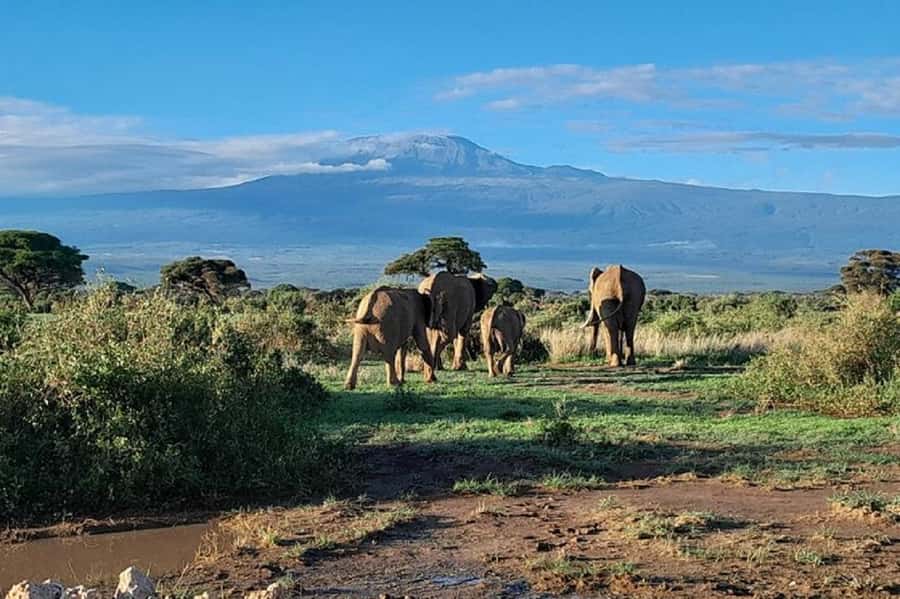 Nairobi:Day trip to Amboseli National park & Maasai village - The Maasai village visit and extra fee