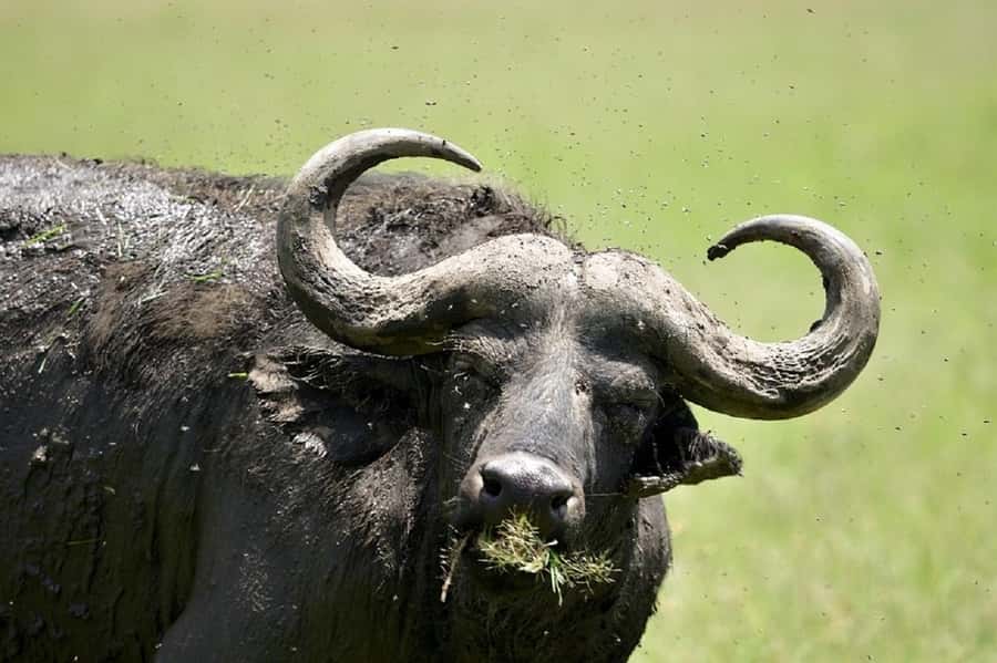 Nairobi:Day trip to Amboseli National park & Maasai village - How the guides shape the experience