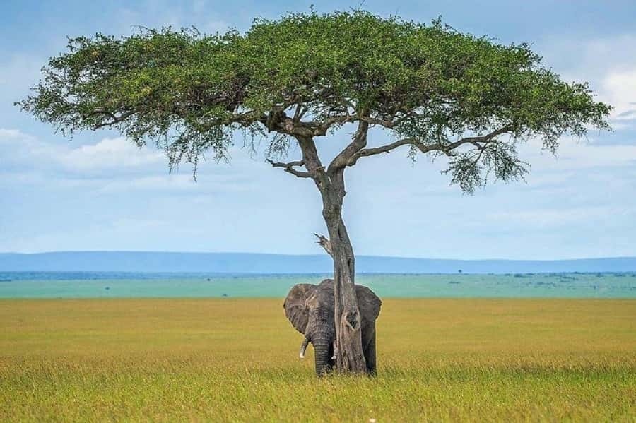 Nairobi:Day trip to Amboseli National park & Maasai village - Who should book this Amboseli day trip?