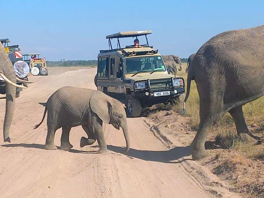 Nairobi:Day trip to Amboseli National park & Maasai village - Starting with hotel pickup in Nairobi