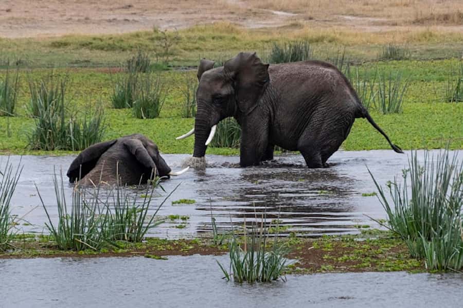 Nairobi: Day Trip to Amboseli National Park - The 6:00 AM departure and four-hour road journey