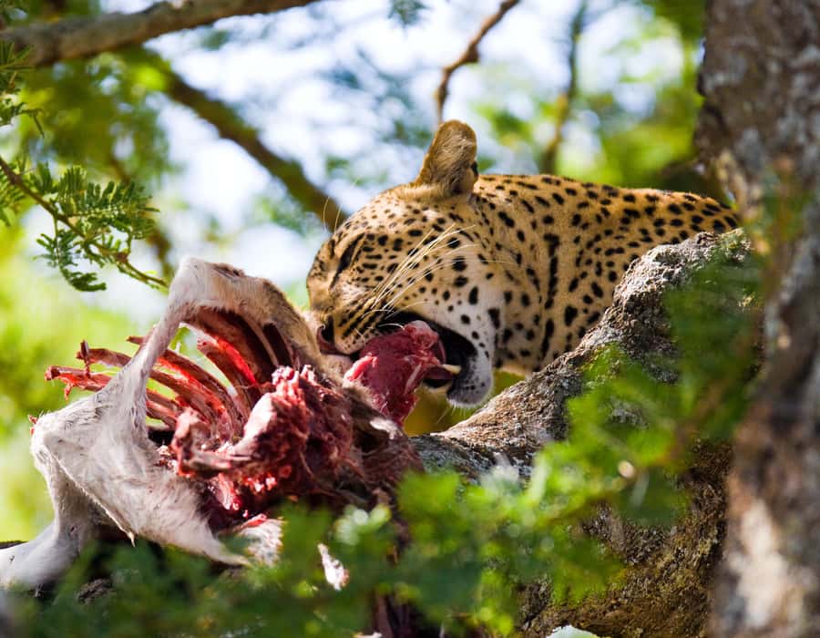 Nairobi: Day Trip to Maasai Mara Reserve & Maasai village - Key points to know before booking
