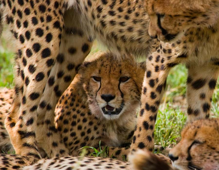 Nairobi: Day Trip to Maasai Mara Reserve & Maasai village - Choosing between a safari van and Land Cruiser