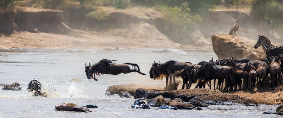 Nairobi: Day Trip to Maasai Mara Reserve & Maasai village - A picnic lunch with a catch