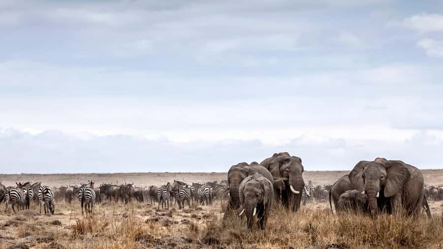 Nairobi: Day Trip to Maasai Mara Reserve & Maasai village - The long ride back to Nairobi