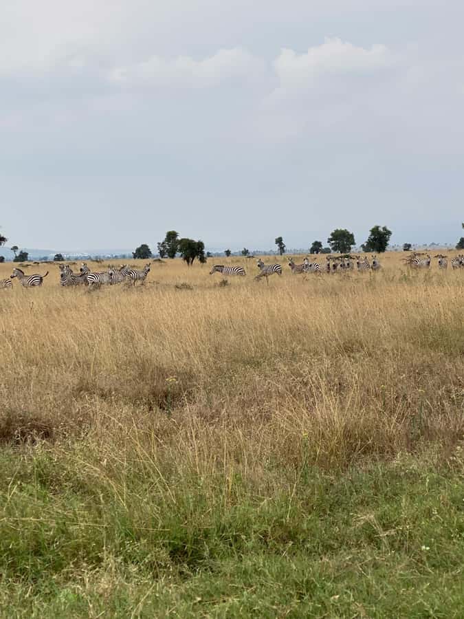 Nairobi: E-Bike/Cycling Wildlife Safari with Transfer & meal - Is $155 good value?