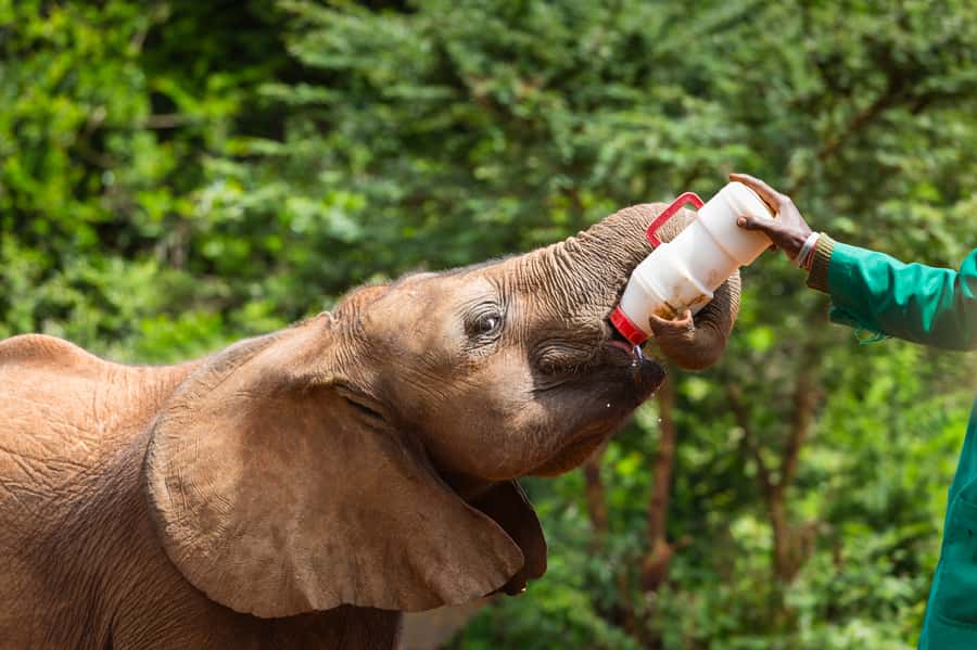 Nairobi: Elephant Orphanage, Beads Factory , giraffe center - Why This Half-Day Works Well in Nairobi