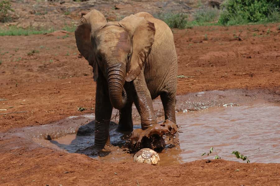 Nairobi: Elephant Orphanage, Beads Factory , giraffe center - Practical Advice for a Smoother Morning