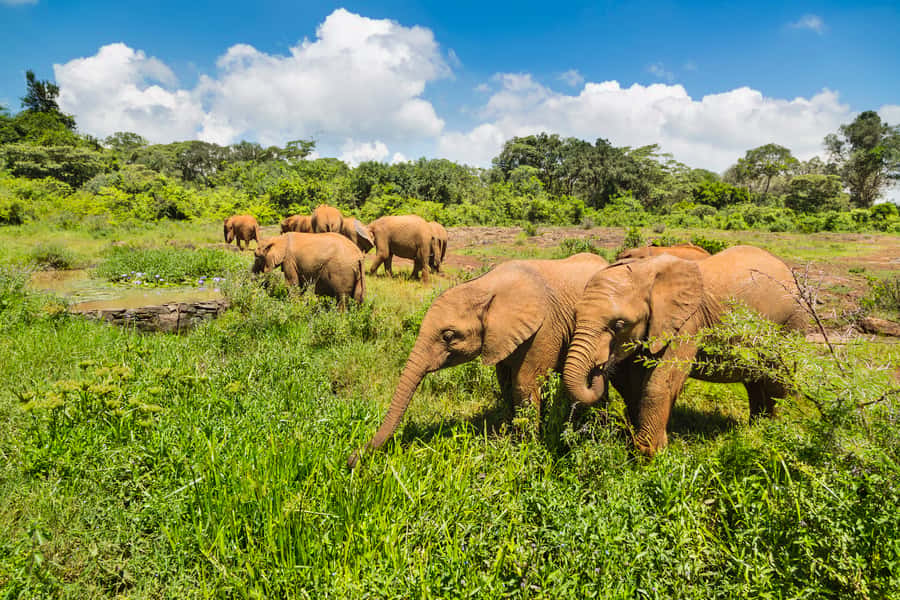 Nairobi: Elephant Orphanage, Beads Factory , giraffe center - Starting With Rescued Elephants at Sheldrick Wildlife Trust