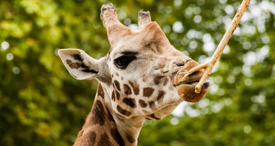 Nairobi: Elephant Orphanage Trust and Giraffe Center Tour - Key points at a glance