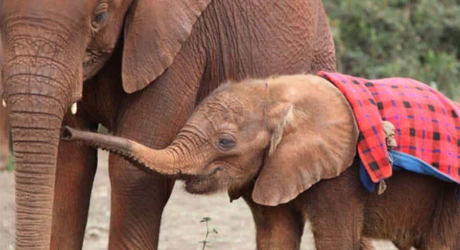 Nairobi: Elephant Orphanage Trust and Giraffe Center Tour - Why this Nairobi wildlife tour works well