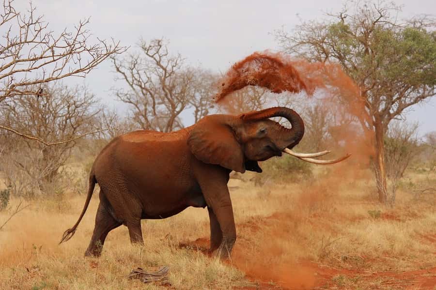 Nairobi: Elephant Orphanage Trust and Giraffe Center Tour - Guides who shape the experience
