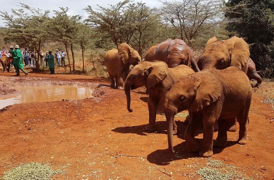 Nairobi: Elephant Orphanage Trust and Giraffe Center Tour - Starting the day with Rothschild’s giraffes