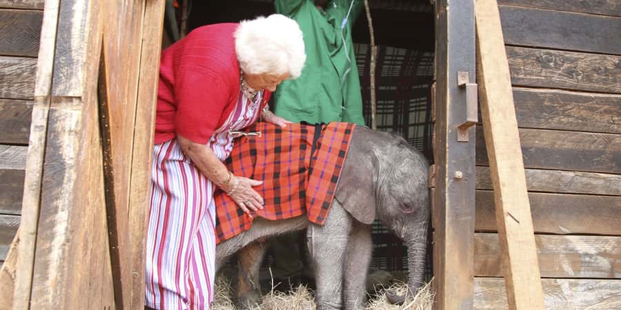 Nairobi: Elephant Sanctuary and Giraffe Center Day Tour - Key points to know before you book