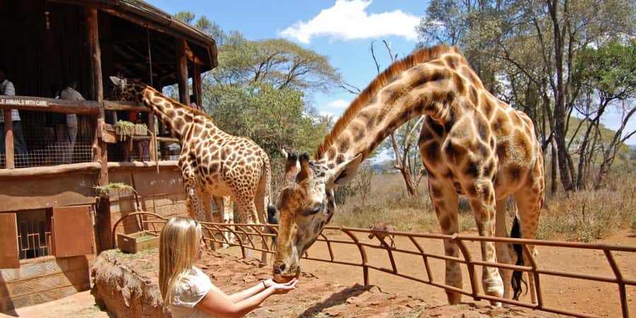 Nairobi: Elephant Sanctuary and Giraffe Center Day Tour - A short Nairobi outing with real conservation work