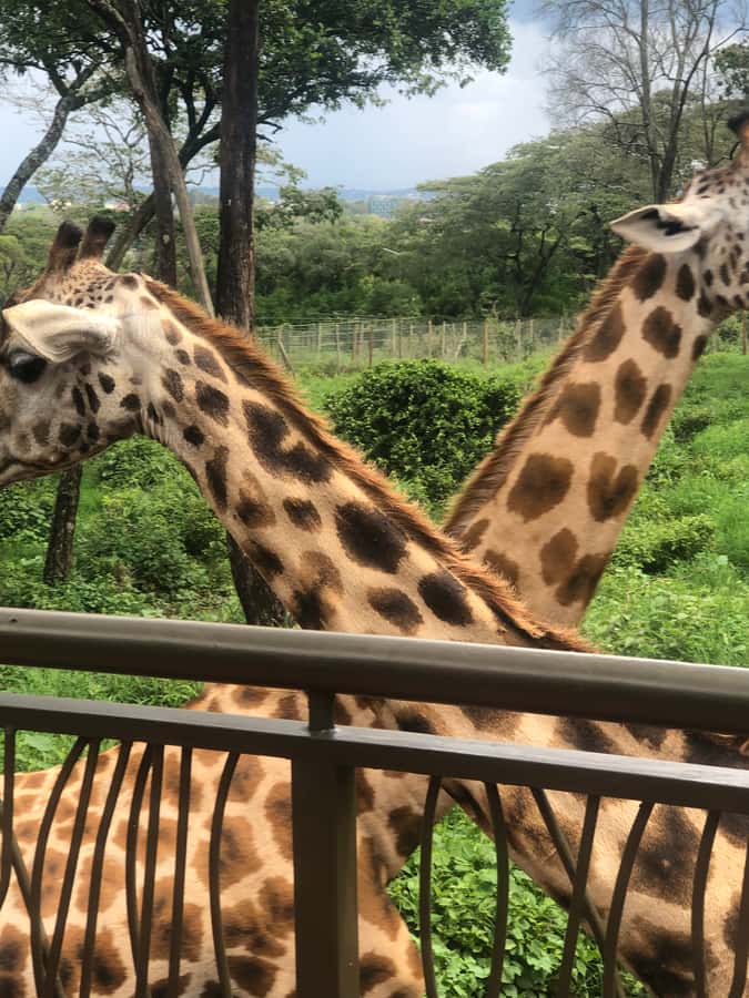 Nairobi: Elephant Sanctuary and Giraffe Center Day Tour - Feeding Rothschild giraffes at the Giraffe Centre