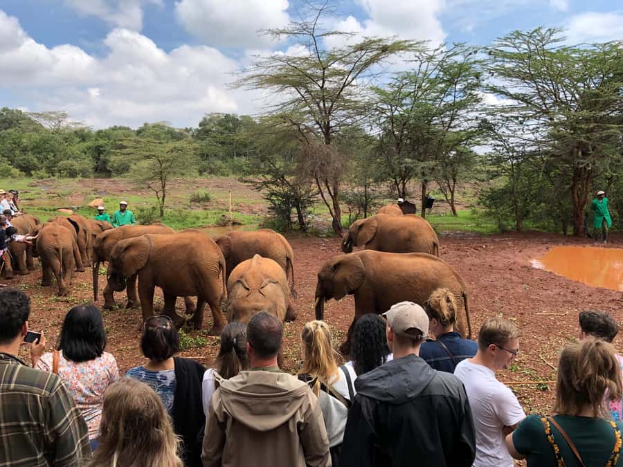 Nairobi: Elephant Sanctuary and Giraffe Center Day Tour - Lunch and optional additions