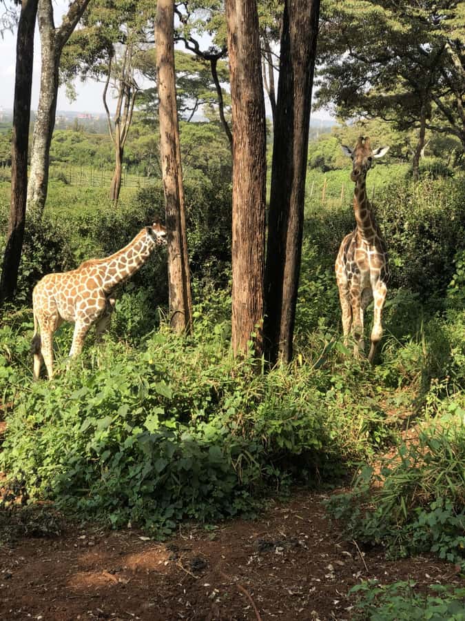 Nairobi: Elephant Sanctuary and Giraffe Center Day Tour - Who will get the most from this tour