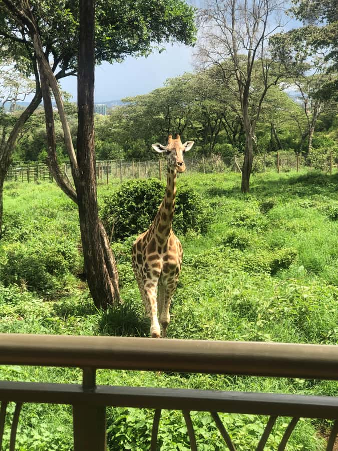 Nairobi: Elephant Sanctuary and Giraffe Center Day Tour - Practical advice for a smoother visit