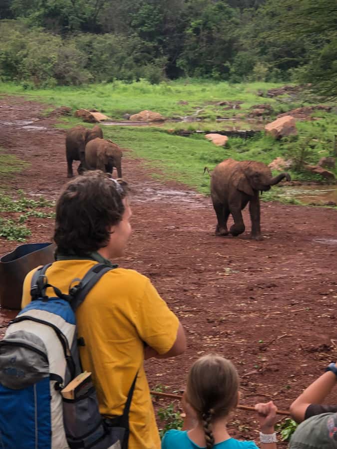 Nairobi: Elephant Sanctuary and Giraffe Center Day Tour - The David Sheldrick Wildlife Trust at 11 a.m.
