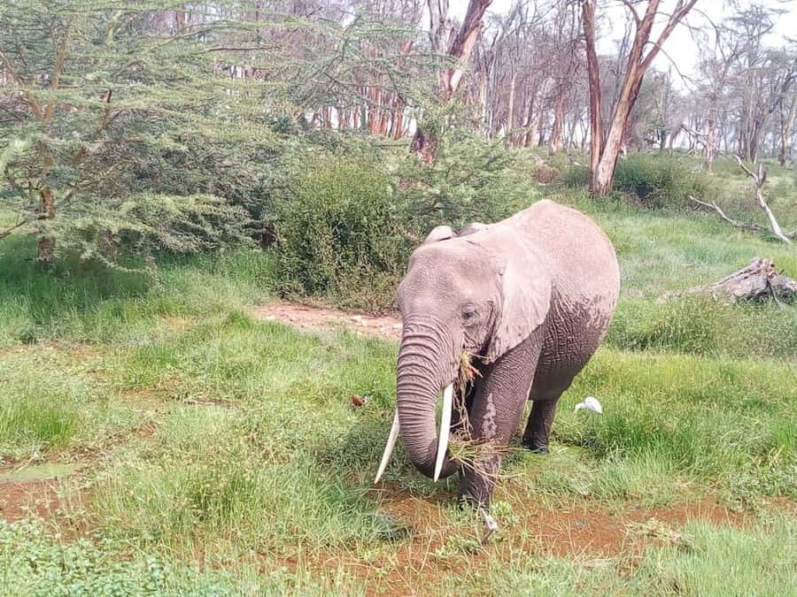 Nairobi: Elephants, Giraffes, Karen Blixen & Bomas Tour - One Nairobi day, six very different stops
