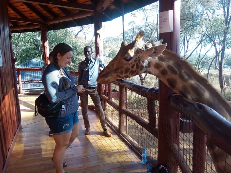 Nairobi: Elephants, Giraffes, Karen Blixen & Bomas Tour - Meeting rescued elephants at the David Sheldrick Wildlife Trust