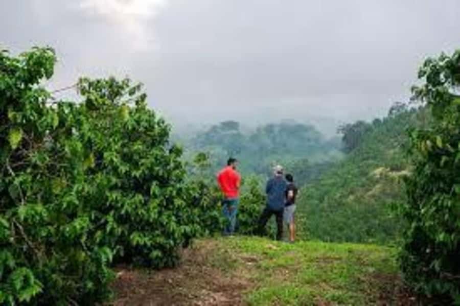 Nairobi: Fairview Coffee Estate Tour with Pickup - Walking among SL28 and Ruiru 11 coffee plants