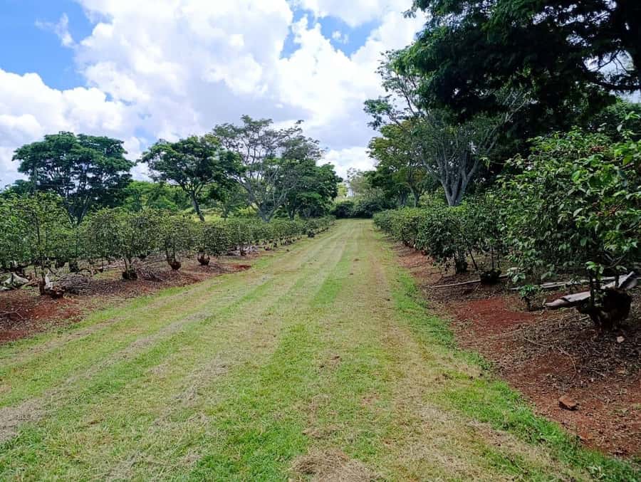 Nairobi: Fairview Coffee Estate Tour with Pickup - Roasting beans over a traditional jiko