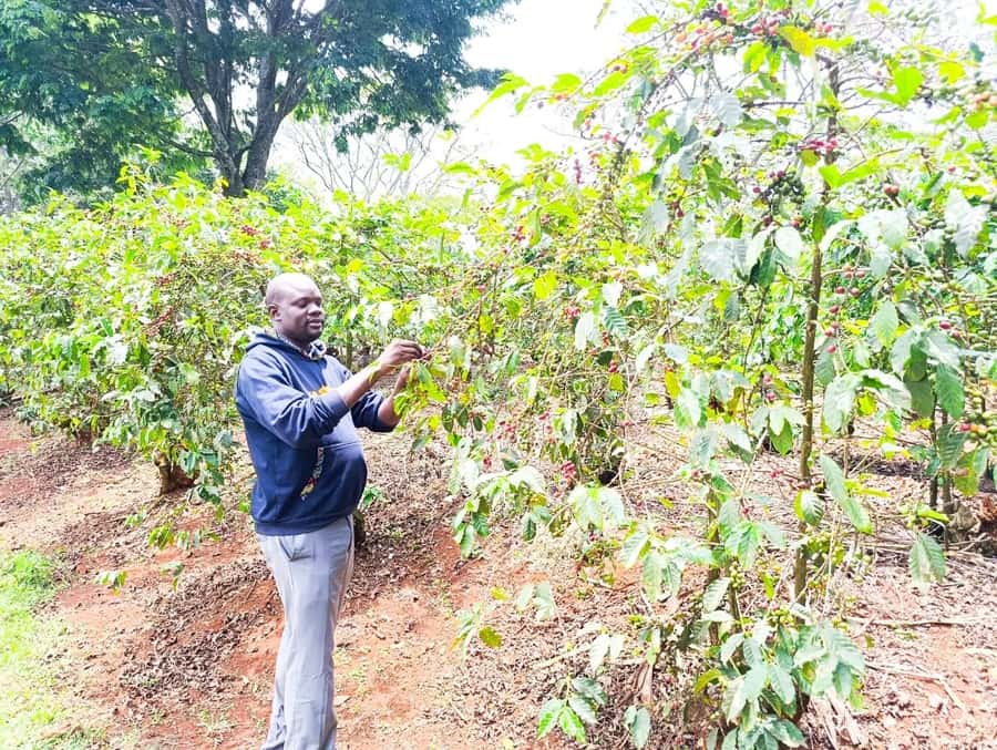 Nairobi: Fairview Coffee Estate Tour with Pickup - Terrace views, fruit, pastries, and fresh juice