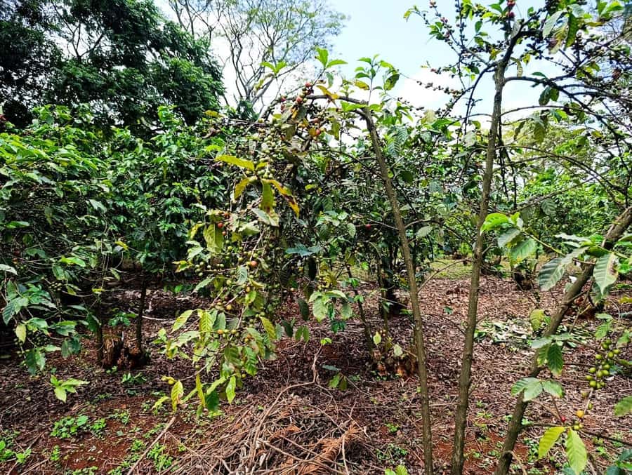 Nairobi: Fairview Coffee Estate Tour with Pickup - Is $38 a fair price for this coffee tour?