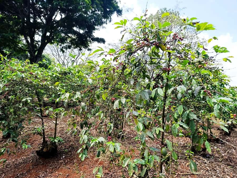 Nairobi: Fairview Coffee Estate Tour with Pickup - A Kenyan welcome with coffee and local snacks