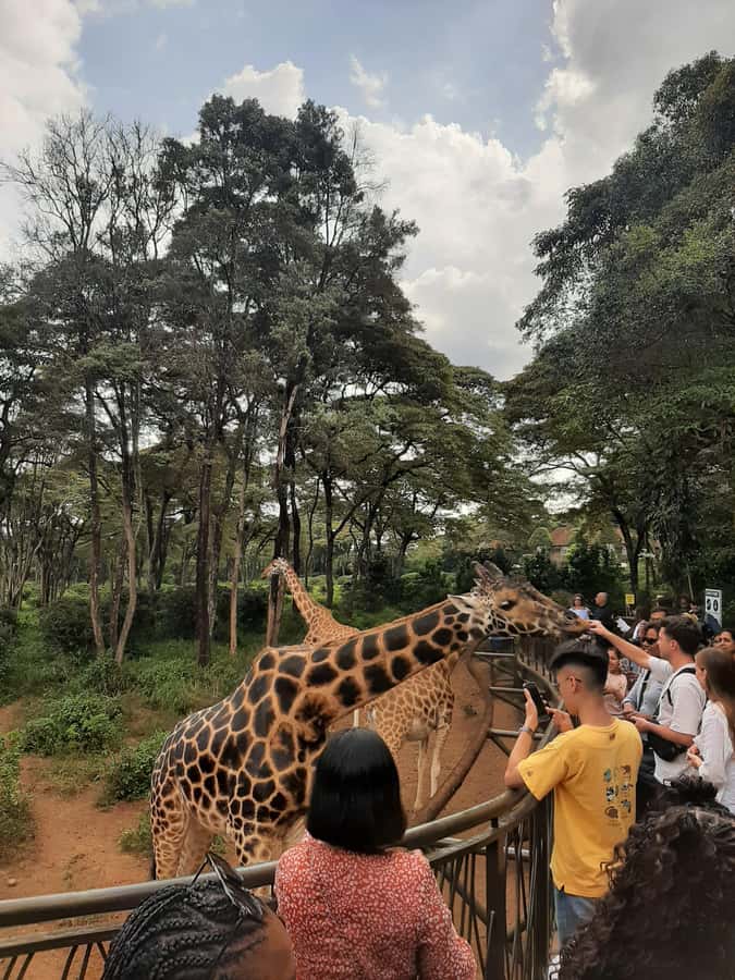 Nairobi: Game drive, elephant Orphanage & giraffe centre. - What the $139 Price Really Buys