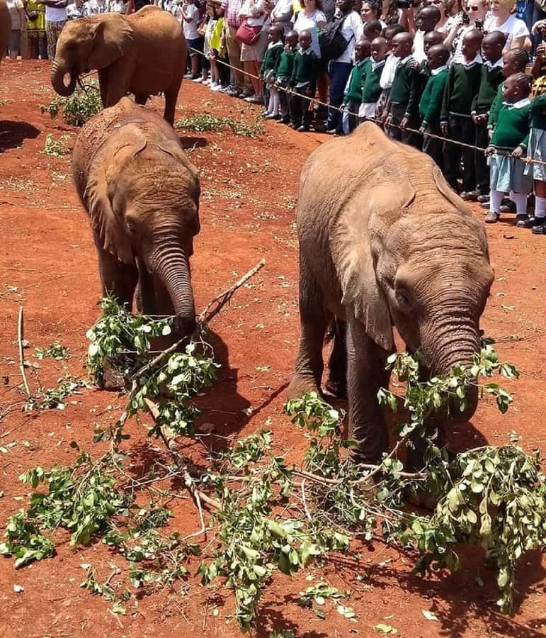 Nairobi:Giraffe Center, Baby Elephant and Beads factory Tour - Is the $32 price good value?
