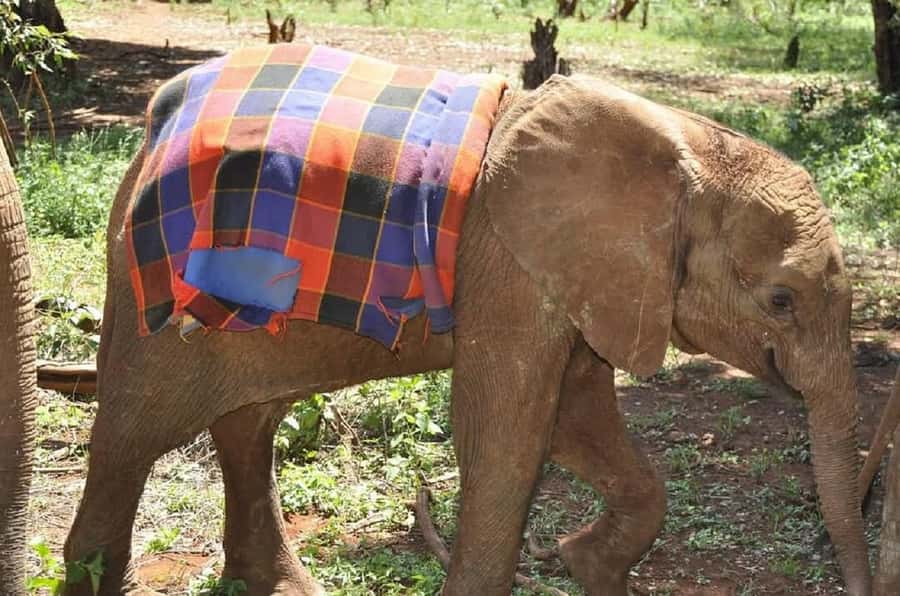 Nairobi:Giraffe Center, Baby Elephant and Beads factory Tour - Who will enjoy this half-day outing?
