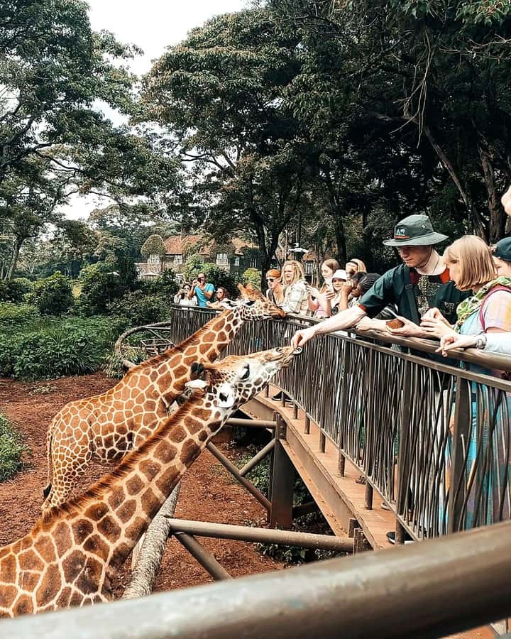 Nairobi: Giraffe Center, Elephant Orphanage, and Beads Tour - What the elephant orphanage adds