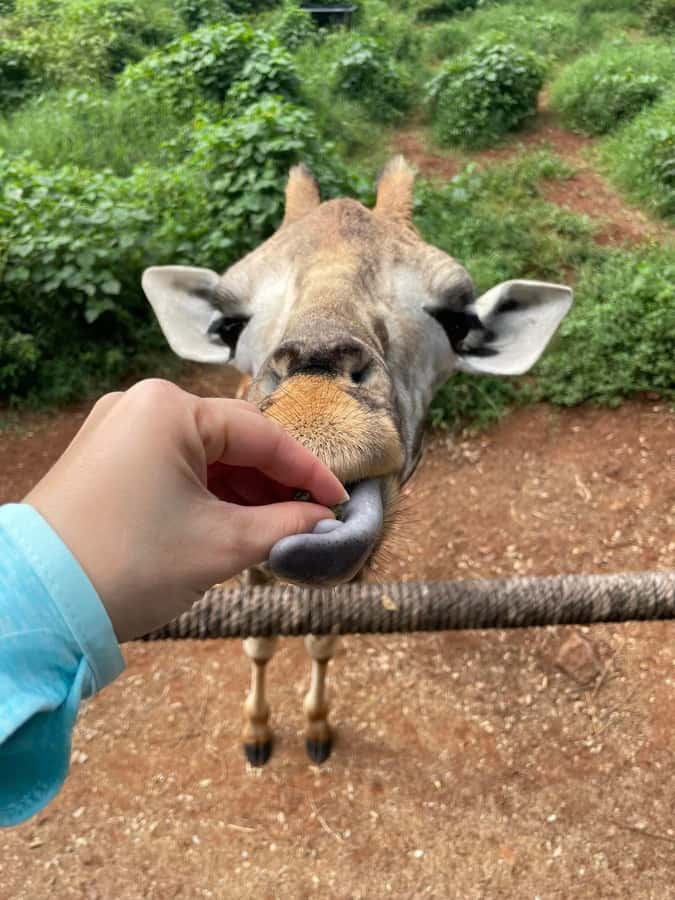 Nairobi: Giraffe Center, Elephant Orphanage, and Beads Tour - A stop for Kenyan beadwork and local work