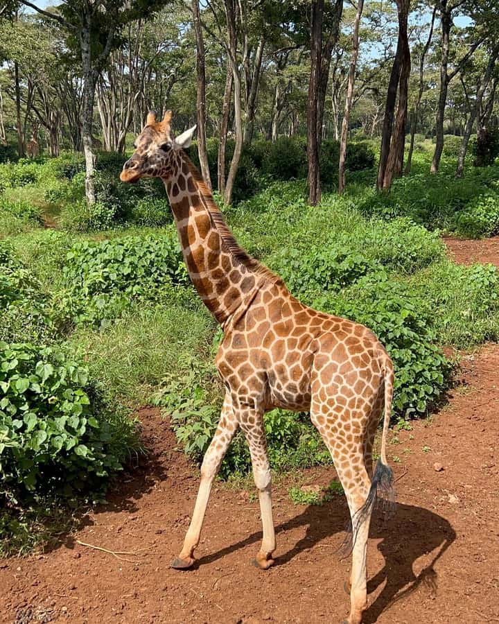 Nairobi: Giraffe Center, Elephant Orphanage, and Beads Tour - What the price really buys you