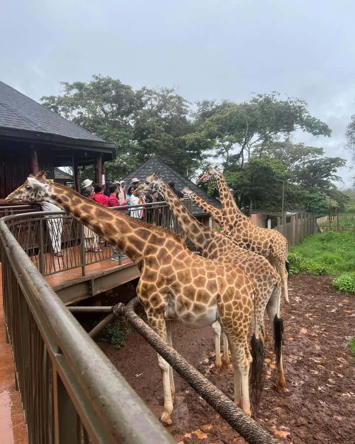 Nairobi: Giraffe Center, Elephant Orphanage, and Beads Tour - Who will enjoy this tour most