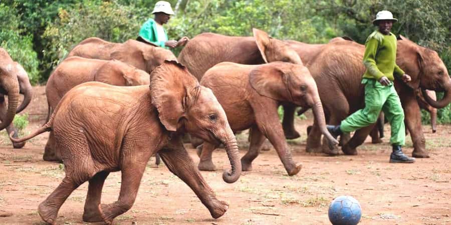 Nairobi: Giraffe Center, Elephant Orphanage and Bomas Tour - Key points to know before booking