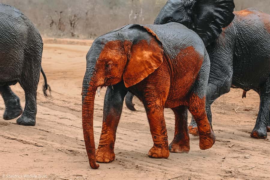 Nairobi: Giraffe Center, Elephant Orphanage and Bomas Tour - What the $245 price really includes