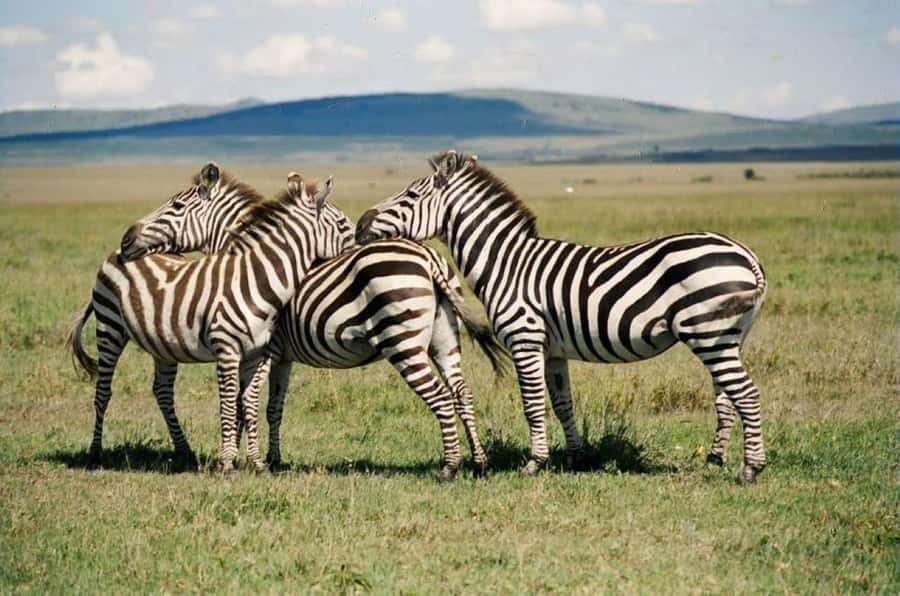 Nairobi:Group Hell's Gate National Park & Lake Naivasha Tour - The driver-guide can shape the whole day