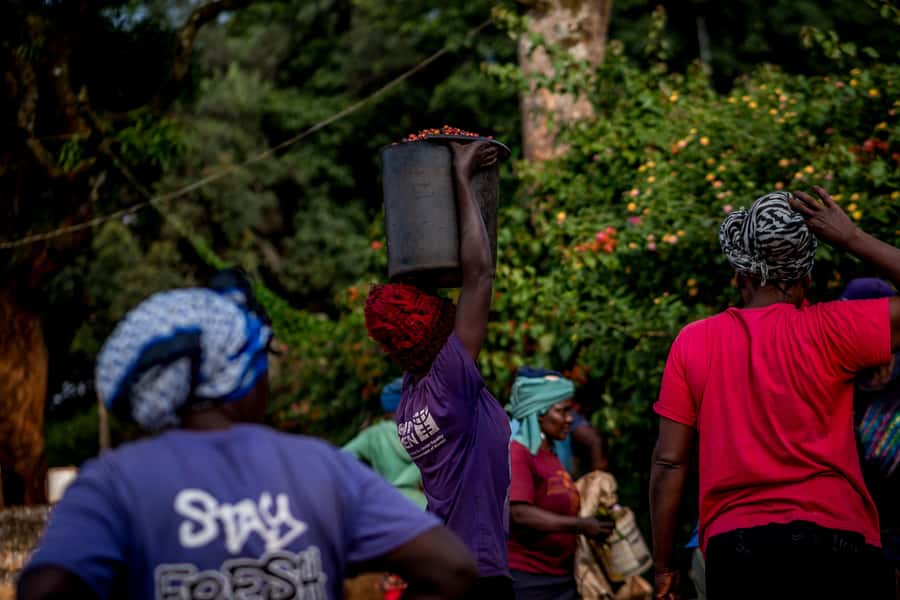 Nairobi: Guided Coffee Farm Tour with Tastings - Key points to know before booking