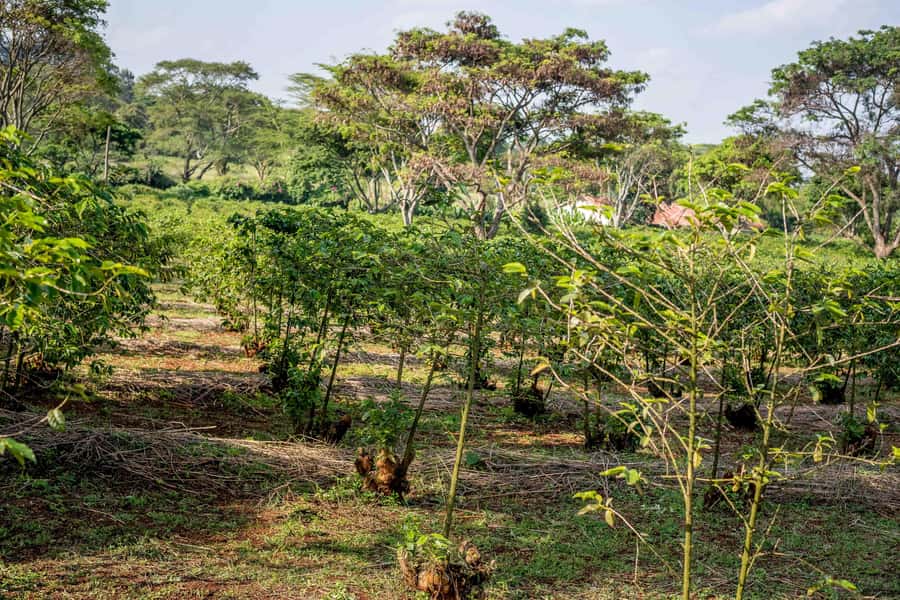 Nairobi: Guided Coffee Farm Tour with Tastings - Why this coffee tour works in Nairobi