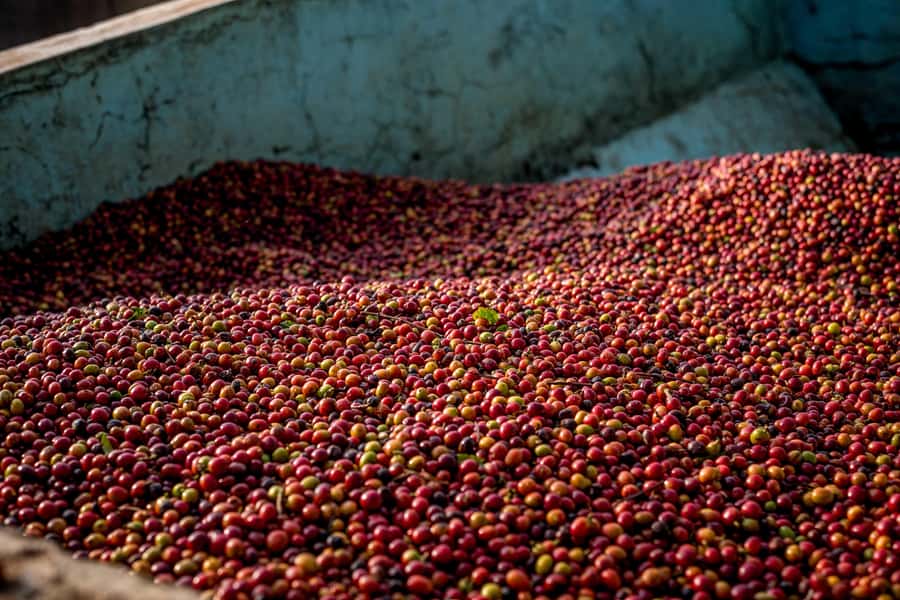 Nairobi: Guided Coffee Farm Tour with Tastings - Walking among the coffee plants