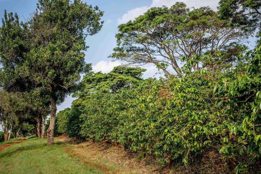 Nairobi: Guided Coffee Farm Tour with Tastings - From coffee cherries to processing