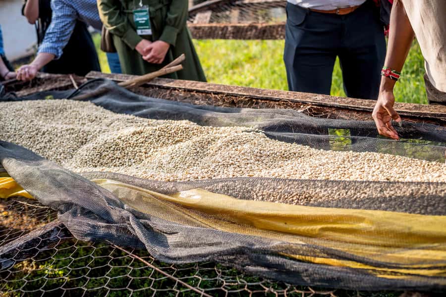 Nairobi: Guided Coffee Farm Tour with Tastings - The smell-the-coffee tasting session