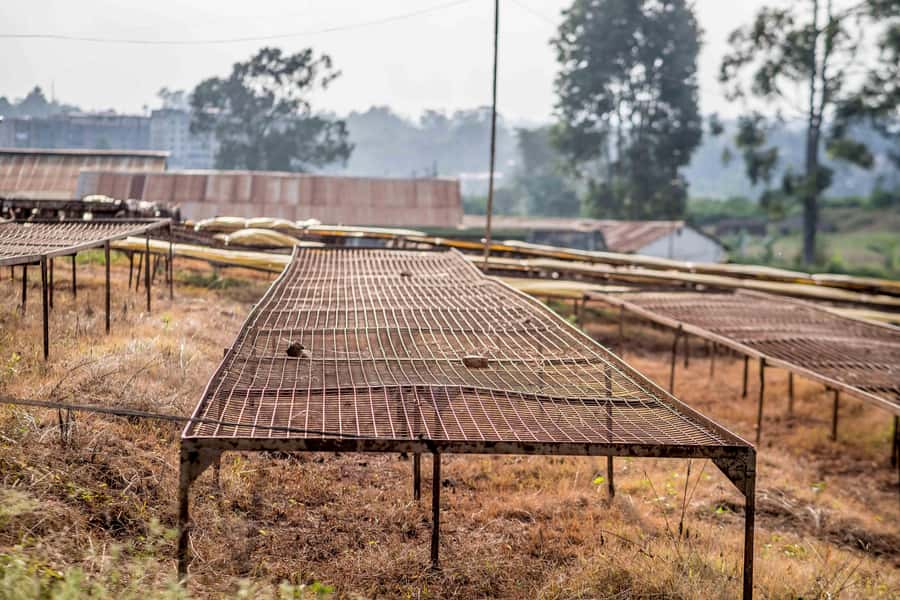 Nairobi: Guided Coffee Farm Tour with Tastings - What the $27 price really covers