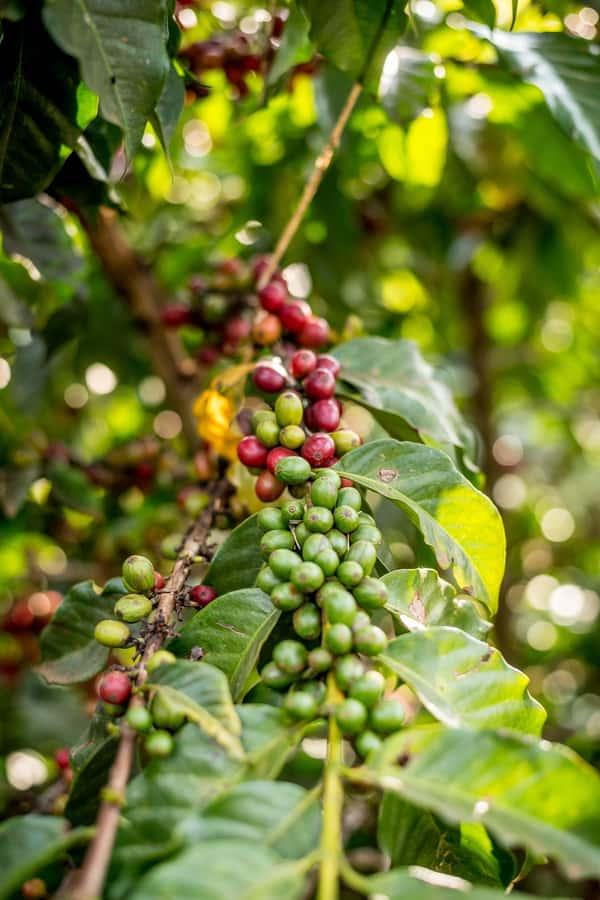 Nairobi: Guided Coffee Farm Tour with Tastings - Pickup with Patrick Solomon